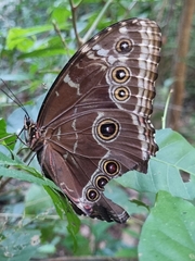 Morpho helenor