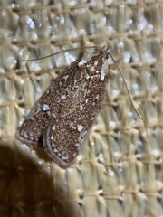 Euchaetis metallota