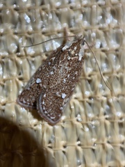 Euchaetis metallota