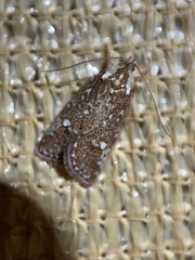 Euchaetis metallota