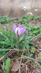 Crocus biflorus