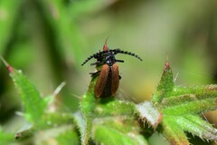 Trichalus semicostatus