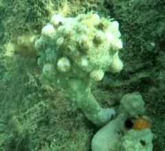 Pyura spinifera