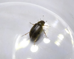 Berosus