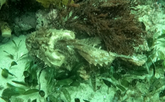 Scorpaena jacksoniensis