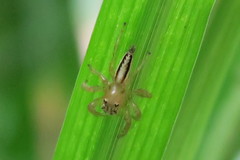 Telamonia