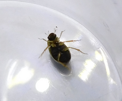 Berosus