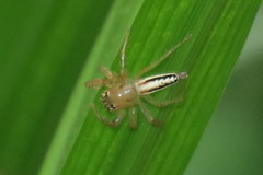 Telamonia