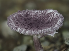 Coniolepiota spongodes