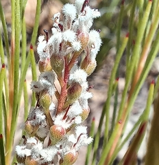 Spatalla racemosa