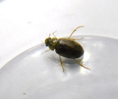 Berosus
