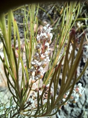 Spatalla racemosa