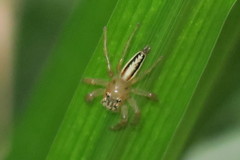 Telamonia
