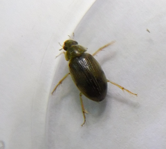 Berosus