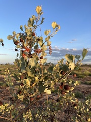 Grevillea wickhamii