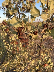 Grevillea wickhamii