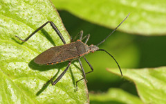 Phthiacnemia picta