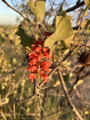 Grevillea wickhamii