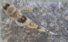 Yongeichthys nebulosus