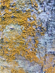 Trentepohlia