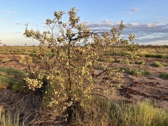 Grevillea wickhamii