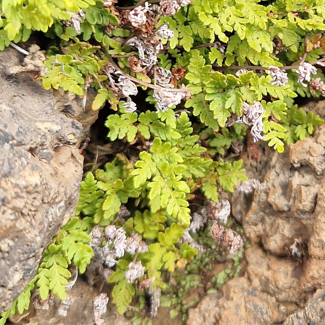 Oeosporangium guanchicum