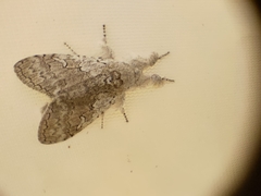 Calliteara grotei