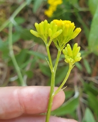 Senecio hypoleucus