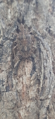 Pentatomoidea