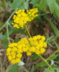 Senecio hypoleucus