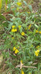 Senecio hypoleucus