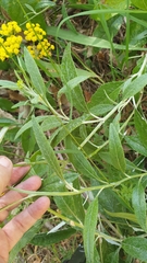 Senecio hypoleucus