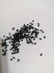 Nigella sativa