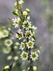 Adolphia californica