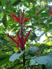 Aphelandra