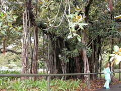 Ficus macrophylla columnaris