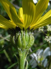 Senecio doronicum