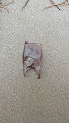 Sympterygia brevicaudata