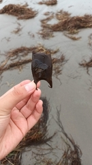 Sympterygia brevicaudata