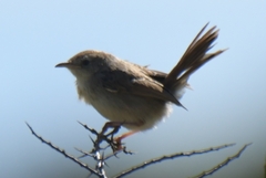 Cisticola subruficapilla