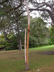 Ficus macrophylla columnaris