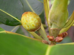 Ficus macrophylla columnaris