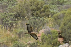 Buteo buteo