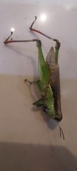 Orthoptera