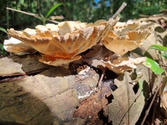 Trametes menziesii