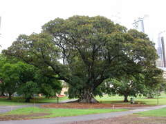 Ficus macrophylla macrophylla
