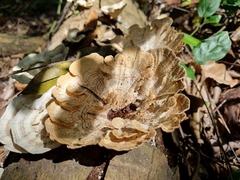 Trametes menziesii