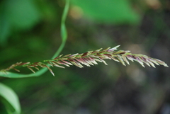 Melica altissima