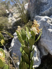 Olea capensis capensis