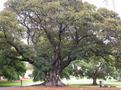 Ficus macrophylla macrophylla
